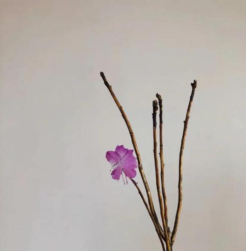 干枝杜鹃花语是什么？如何表达爱意？