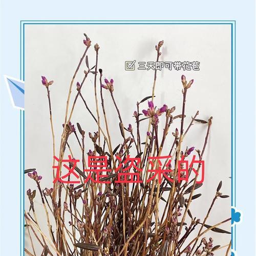 干枝杜鹃花语是什么？如何表达爱意？