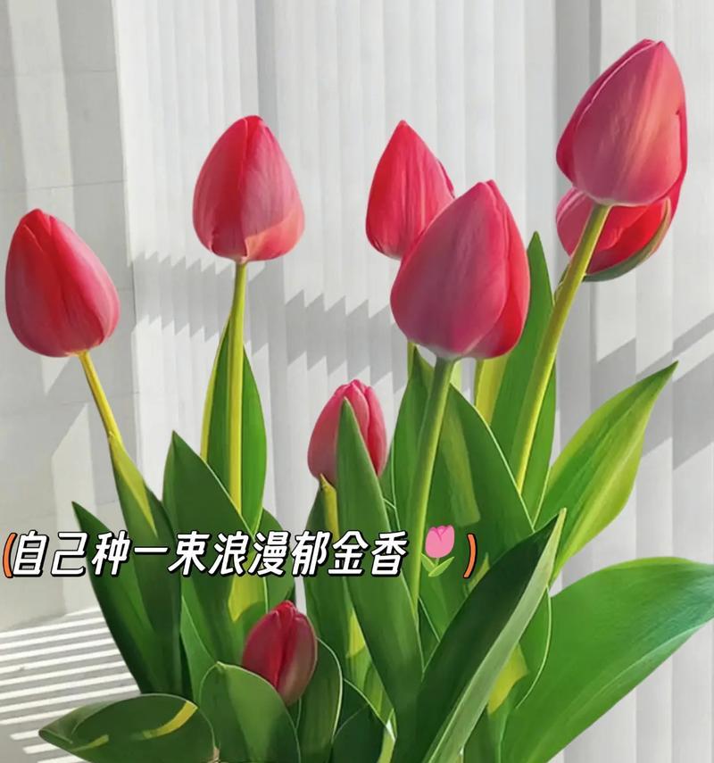 陏金香的花语有哪些含义？送人时应注意什么？
