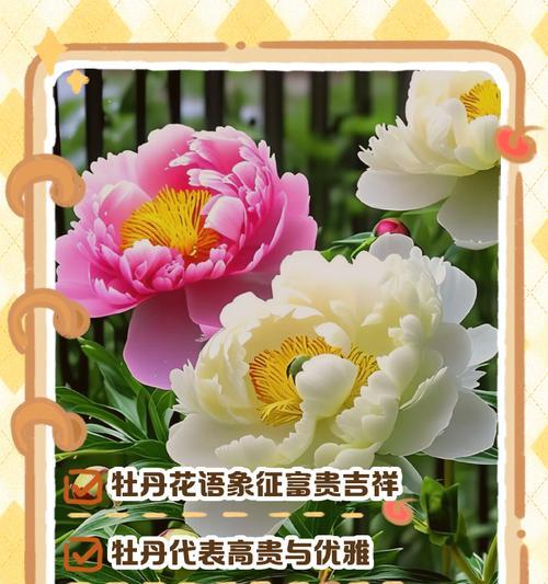 红牡丹花花语有何特殊含义？如何养护？