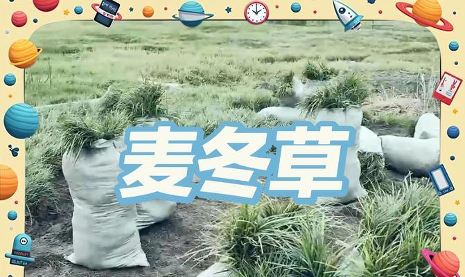 麦冬草的花语有何深意？适合种植在哪些环境？