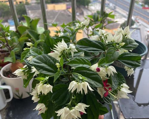 九龙吐珠花语代表什么？如何正确养护？