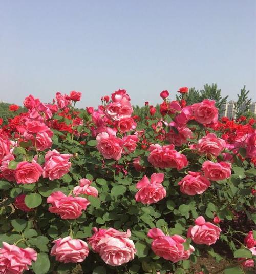 红月季的花语有哪些？情人节送红月季合适吗？