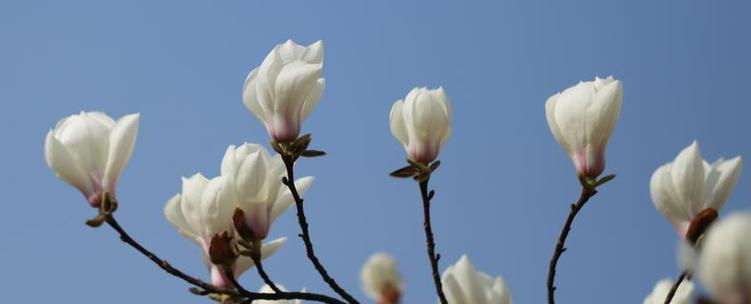 红玉兰的花语是什么？有哪些文化背景？