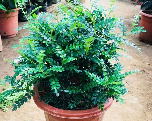 清香木的花语有何寓意？适合室内种植吗？