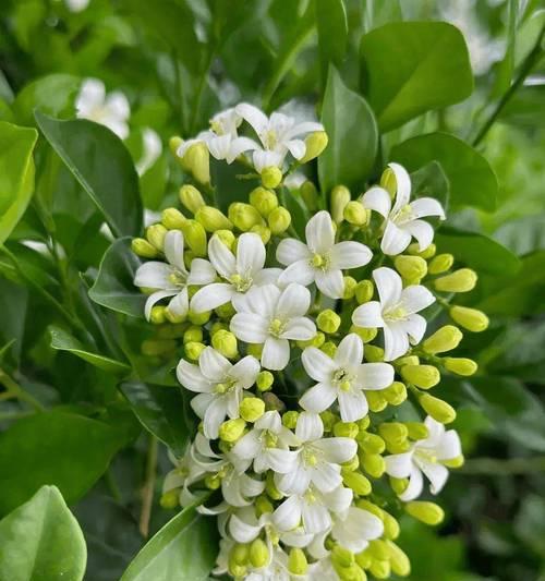 清香木的花语有何寓意？适合室内种植吗？