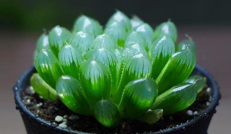 姬玉露的花语是什么？如何进行姬玉露的繁殖？