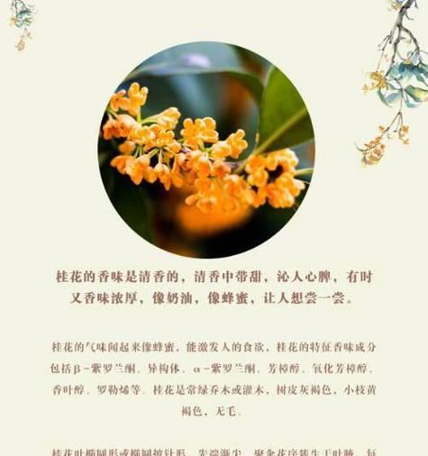 桂花树的花语是什么？桂花有哪些不同的品种？