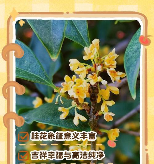桂花树的花语是什么？桂花有哪些不同的品种？