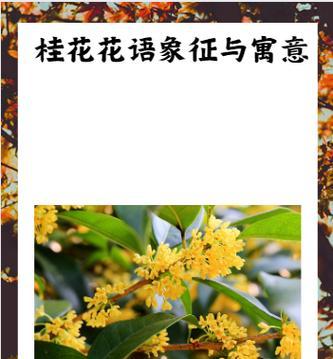 桂花树的花语是什么？桂花有哪些不同的品种？