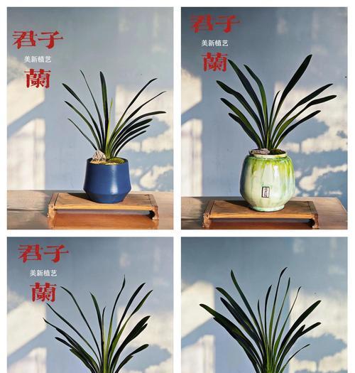 君子兰花花语代表什么？如何进行君子兰的养护？