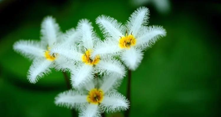 金银莲花花语有哪些？金银莲花的种植技巧是什么？