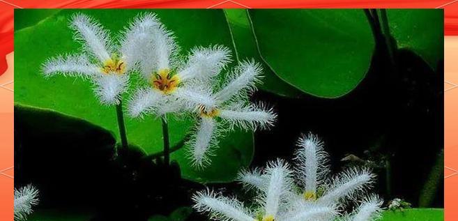 金银莲花花语有哪些？金银莲花的种植技巧是什么？