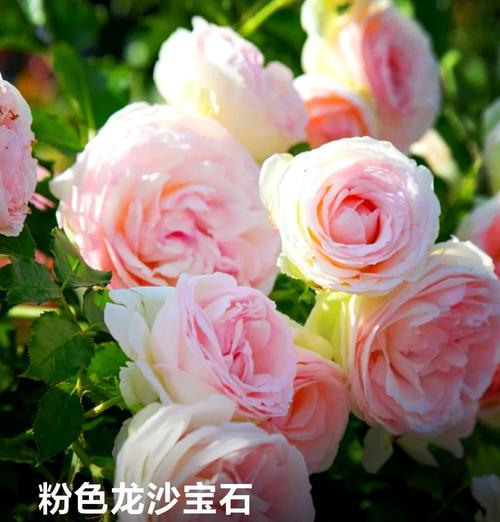 藤本月季花语是什么？如何打造美丽的藤本月季墙？
