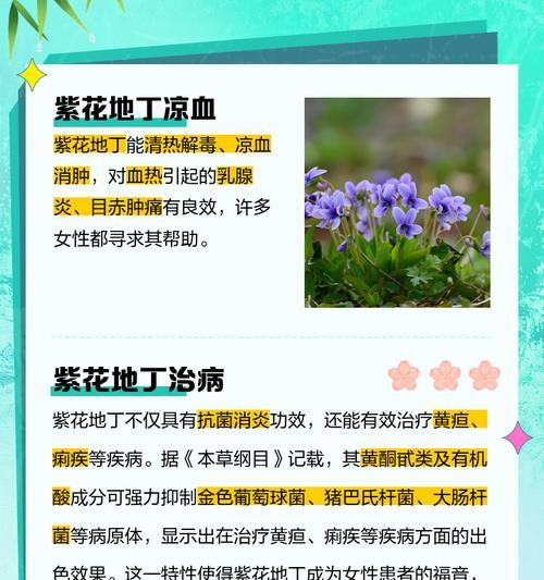 紫番红花花语有何含义？如何进行紫番红花的繁殖？