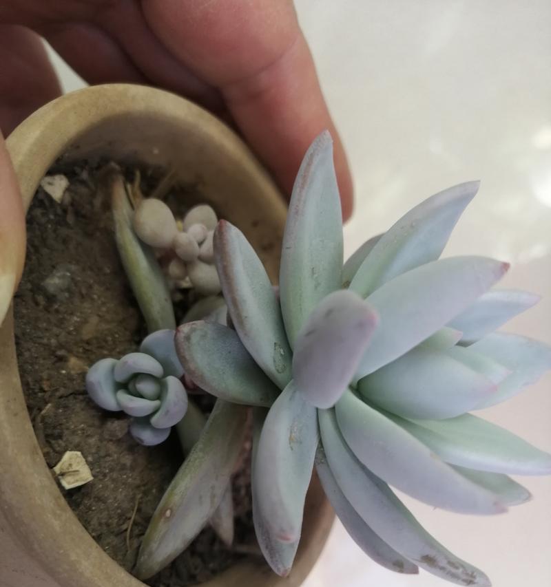 霜之朝的花语是什么？霜之朝代表了哪些情感？