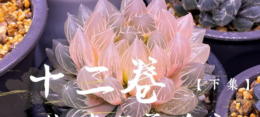 十二卷的花语有哪些？十二卷象征着什么？