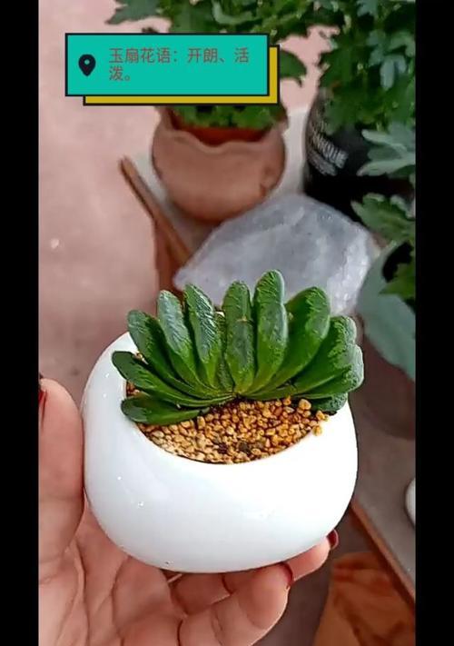 十二卷的花语有哪些？十二卷象征着什么？