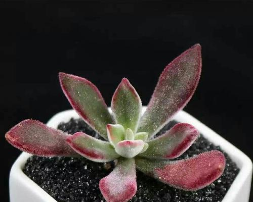 锦晃星的花语是什么？锦晃星代表了哪些意义？