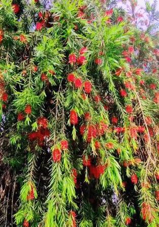 千层红的花语有哪些？千层红象征着什么？
