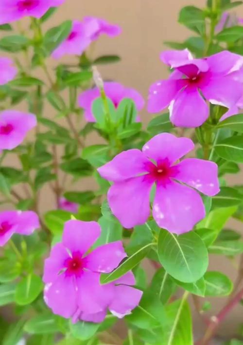 长春花的花语是什么？长春花代表了哪些意义？