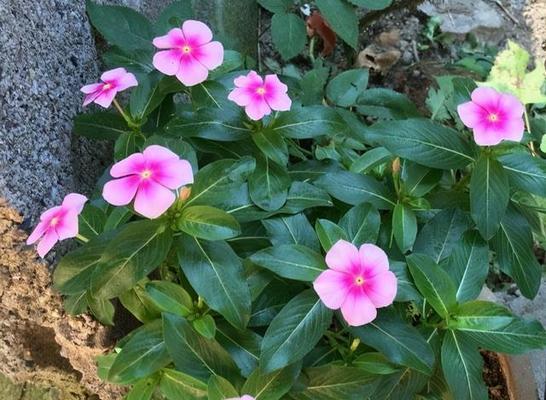 长春花的花语是什么？长春花代表了哪些意义？