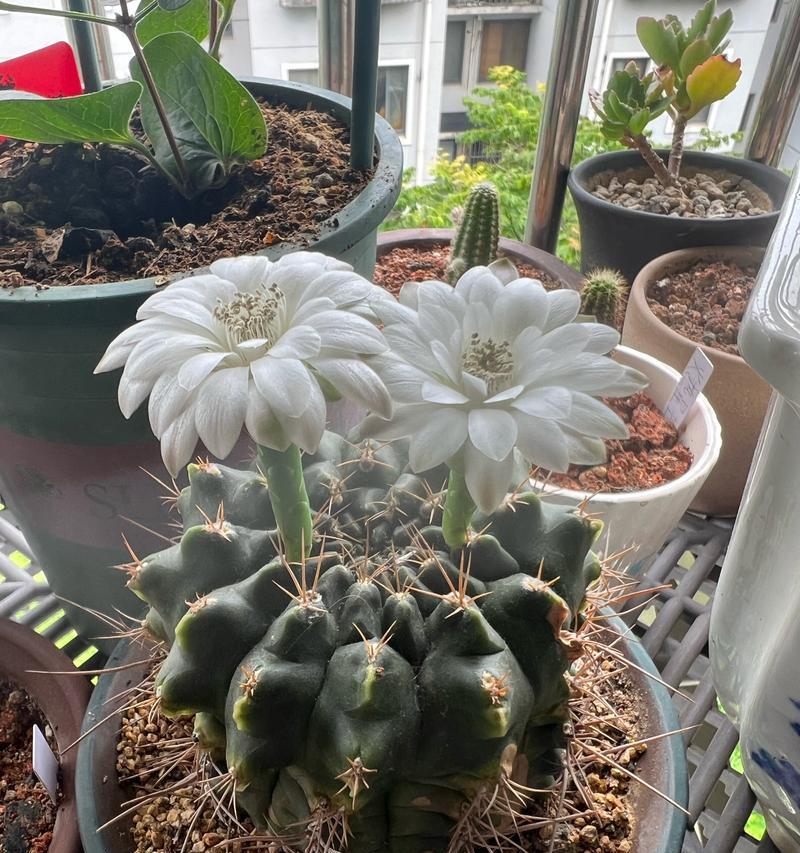 锦晃星的花语有哪些？锦晃星象征着什么？