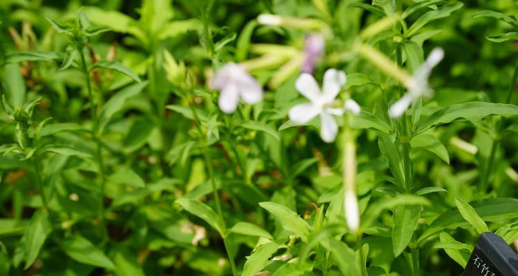 肥皂草的花语是什么？肥皂草象征着什么？