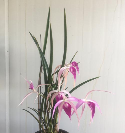 卡特兰的花语是什么？卡特兰象征着什么？
