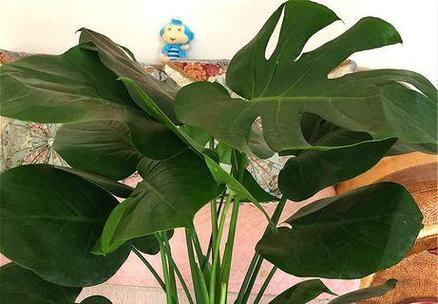 龟背竹的花语是什么？龟背竹代表了哪些意义？