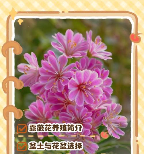 露薇花的花语是什么？它代表了怎样的情感？