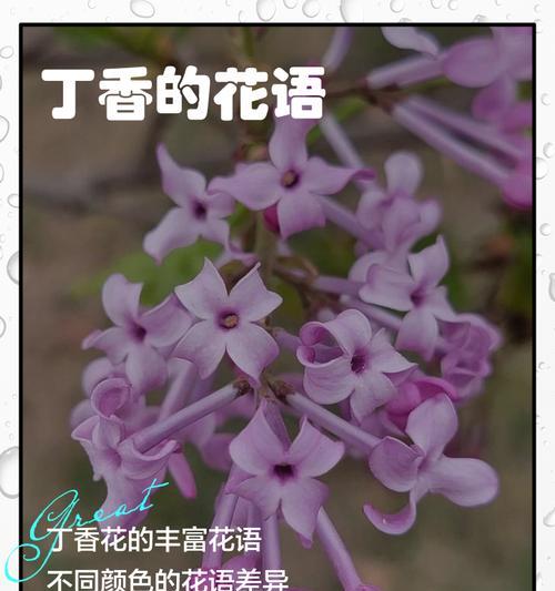 古时候的花语有哪些？古代花语与现代有何不同？