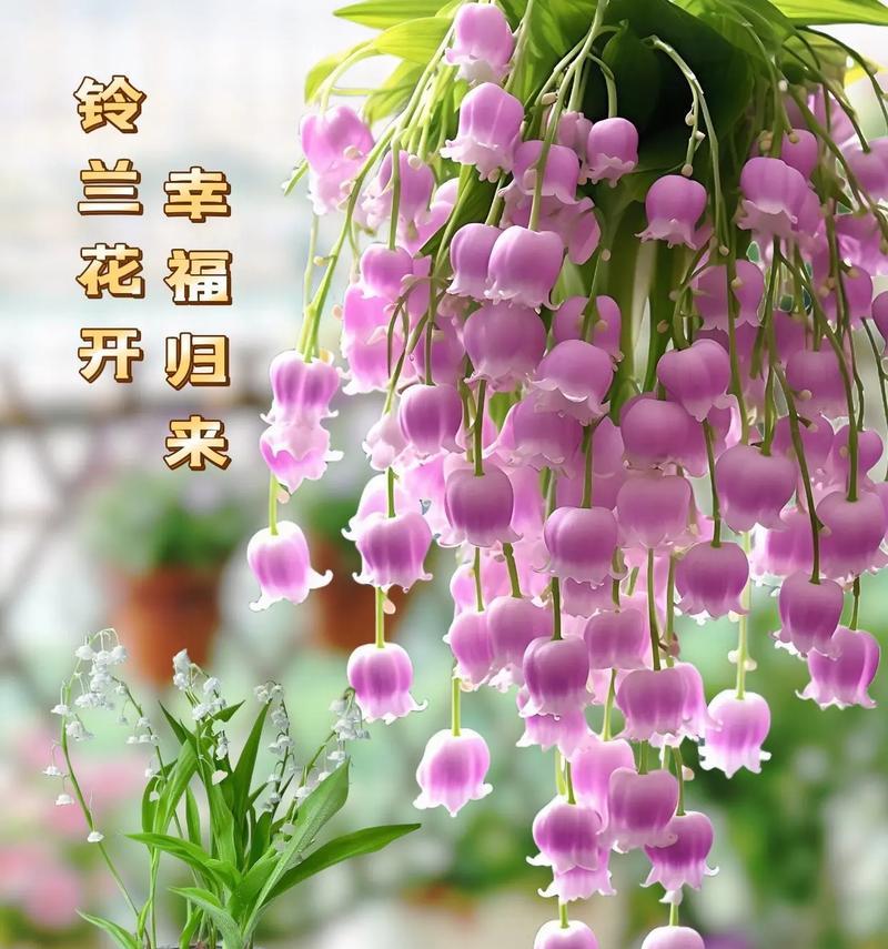 幸福花语意思是什么？如何通过花语传递幸福？