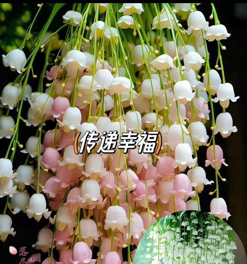 幸福花语意思是什么？如何通过花语传递幸福？