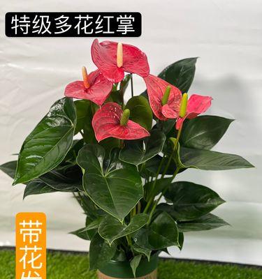 三支红掌花语是什么？红掌花代表了什么？