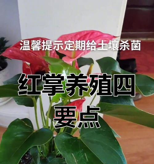 三支红掌花语是什么？红掌花代表了什么？