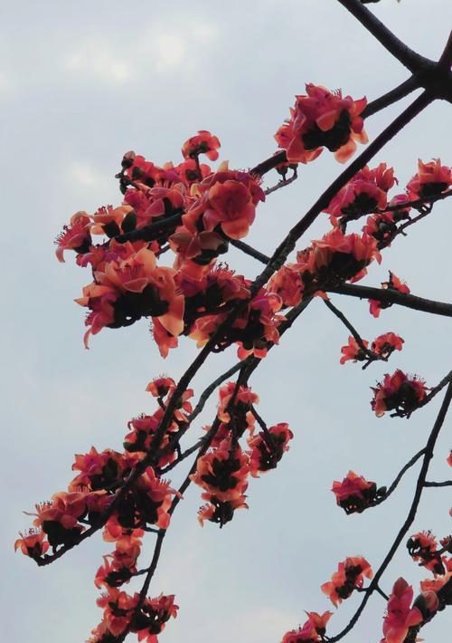 野木棉花花语是什么？它在自然界中的意义是什么？