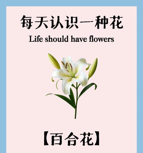 双色百合花语是什么？双色百合的独特花语含义？