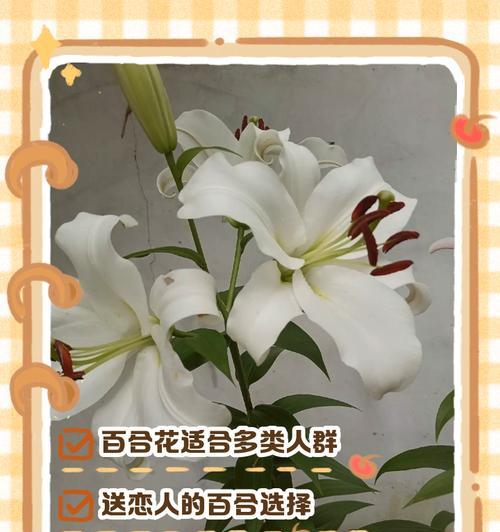 双色百合花语是什么？双色百合的独特花语含义？