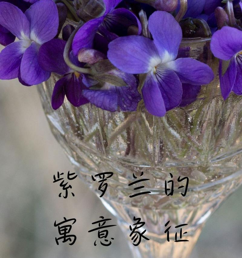 花语紫罗兰是什么？紫罗兰代表了哪些情感？