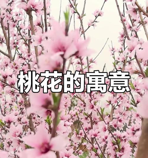 桃花的花语是什么？桃花在爱情中象征着什么？