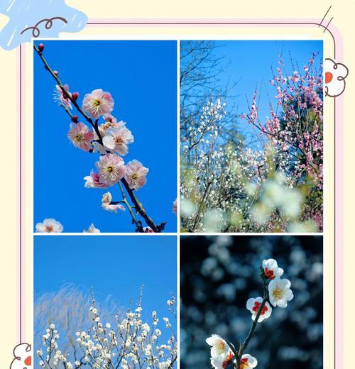 梅花的花语是什么？梅花在中国文化中代表了什么？