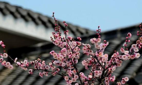 梅花的花语是什么？梅花在中国文化中代表了什么？