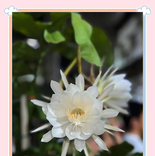 昙花的花语是什么？昙花一现的美丽寓意着什么？