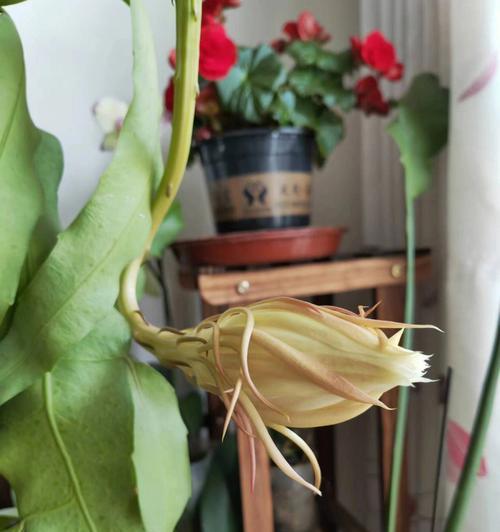 昙花的花语是什么？昙花一现的美丽寓意着什么？