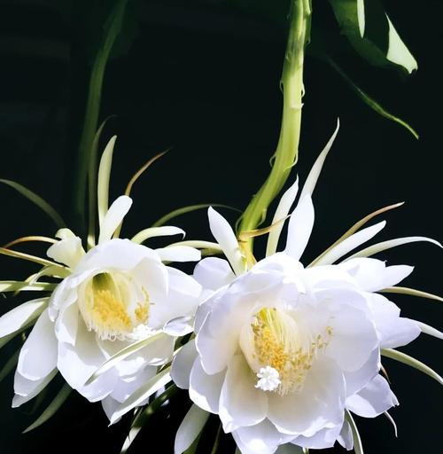 昙花的花语是什么？昙花一现的美丽寓意着什么？
