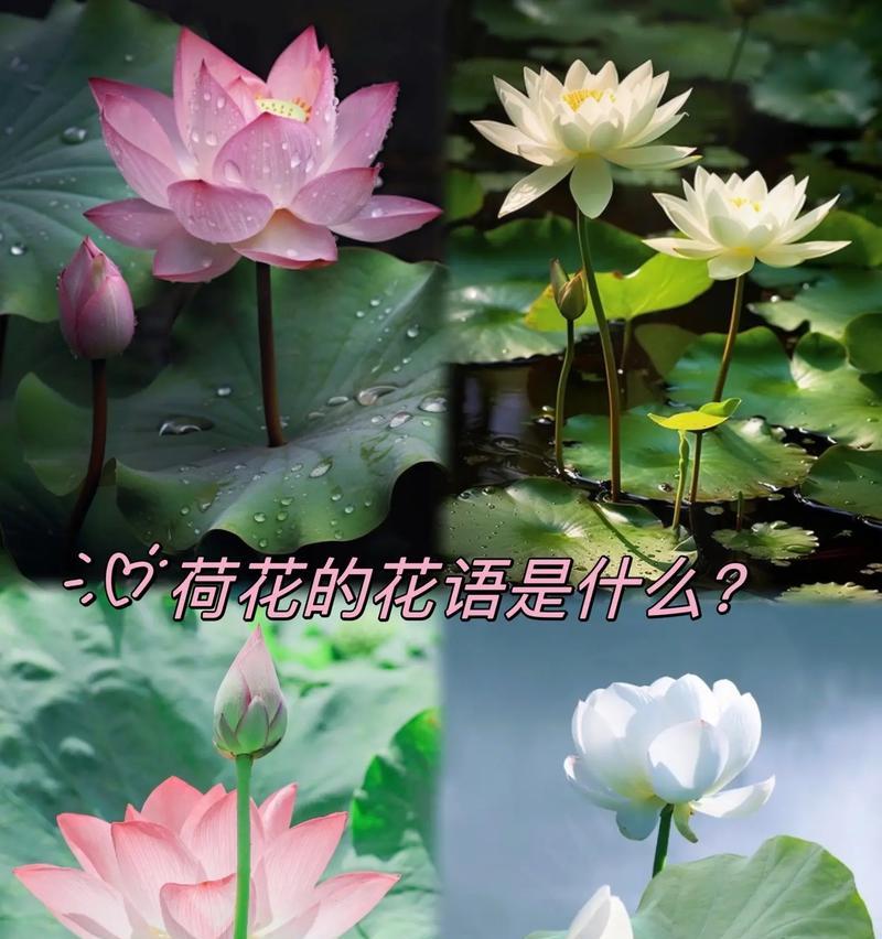 荷花花的花语是什么？荷花在佛教中有什么象征意义？