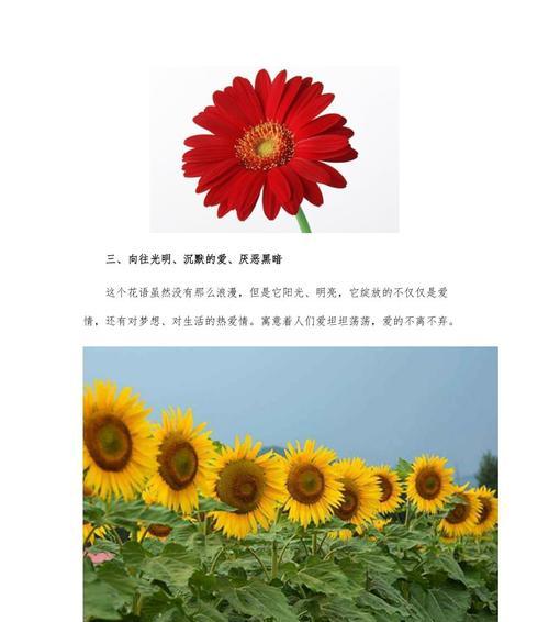 太阳花花语是什么？太阳花如何表达热情与活力？