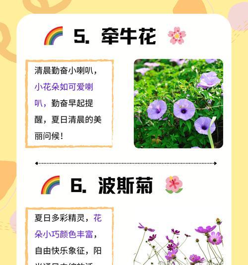 太阳花花语是什么？太阳花如何表达热情与活力？