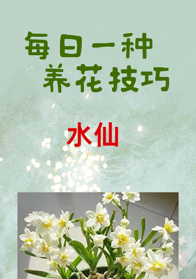 水仙花花语是什么？水仙花的寓意与象征是什么？